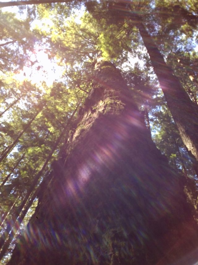 LightReflectOn's tweet card. As,  We all Contemplate this year about what Living in #Canada and being Canadian on 🐢Turtle 🐢Island🐢 is about and what that really means along with the realization of the Truth that genocide has...