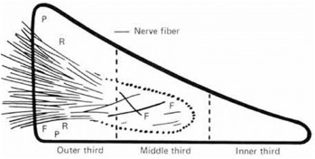 DocMatzkin's tweet card. To evaluate key historical developments in meniscal pathobiology research and surgical advancements to capture pivotal moments in the evolution towards contemporary meniscus treatment.