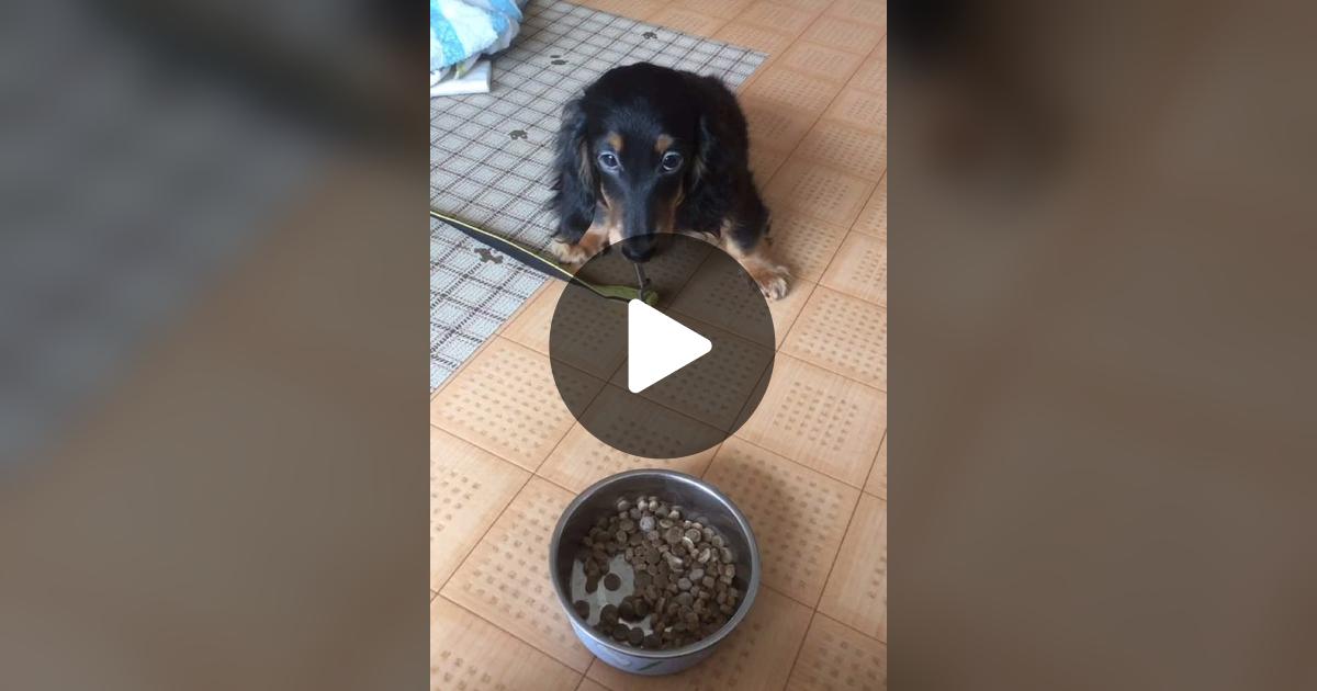 vimoko982's tweet card. 「いいね」が176件、コメントが4件。「#かわいい犬 #ダックス」