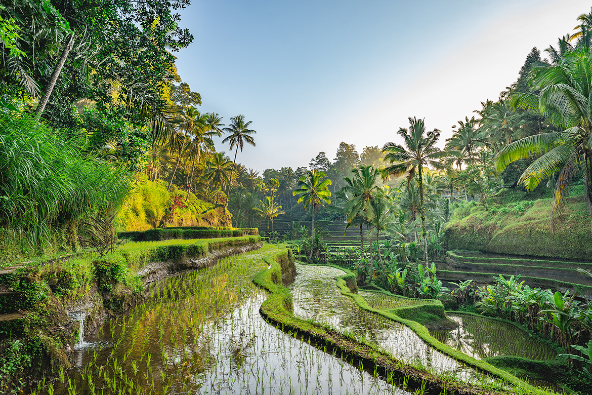 ATSCblog's tweet card. What looks like a green paradise is in fact a highly organized system. Every step, every channel, and every work process in Bali's rice terraces followed the principles of an efficient value chain...