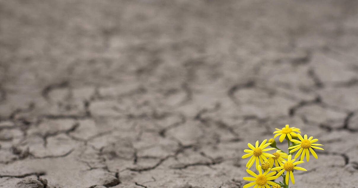 KlimaWWF's tweet card. Die Auswirkungen der Erderhitzung werden immer spürbarer. Wie kommen wir raus aus der Klimakrise? Alle Folgen des WWF Podcasts zum Thema Klimaschutz.