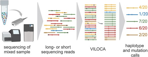 cbg_ethz's tweet card. Abstract. RNA viruses exist as large heterogeneous populations within their host. The structure and diversity of virus populations affects disease progress