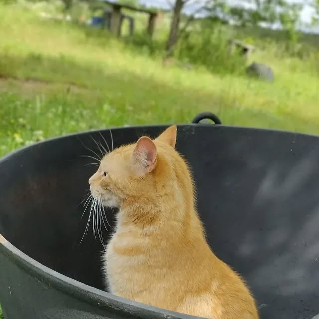 practical_witch's tweet card. Friday Gladheart (@fridaygladheart) • Instagram photo