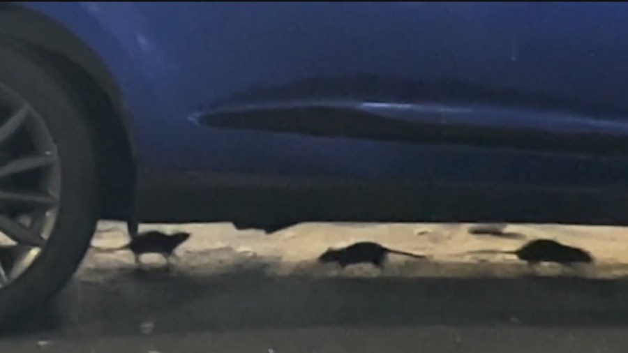 PelGarUSA's tweet card. LOWER EAST SIDE, Manhattan (PIX11) — Residents at the Seward Park Extension on Broome Street say they are living in fear as massive rats take over their front entrance. Elizabeth Colon says she shot...