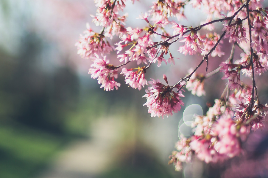 LookLocalOakBur's tweet card. The budding of spring is just around the corner! Create your own bouquet from garden clippings with these tips from our local floral experts.