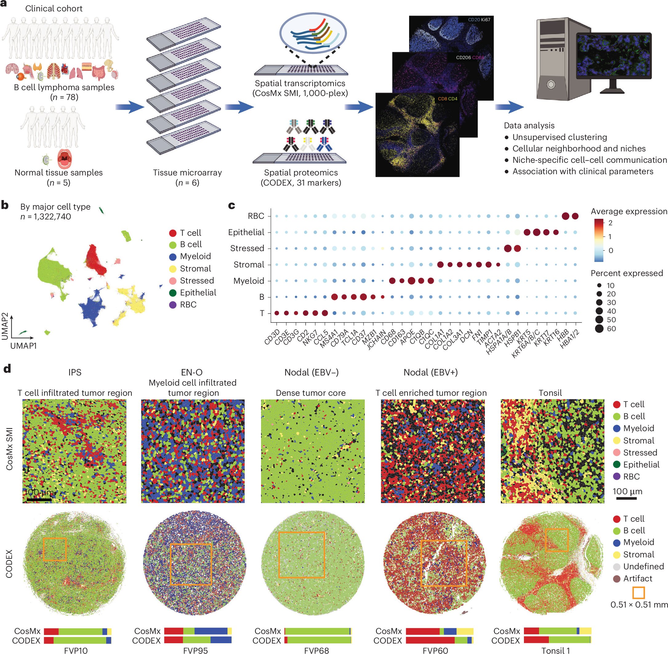 IamLinghua's tweet card. Nature Genetics - Analysis of the immune microenvironment of diffuse B cell lymphomas using spatial transcriptomics, proteomics and genomics highlights discrete cellular niches with divergent...