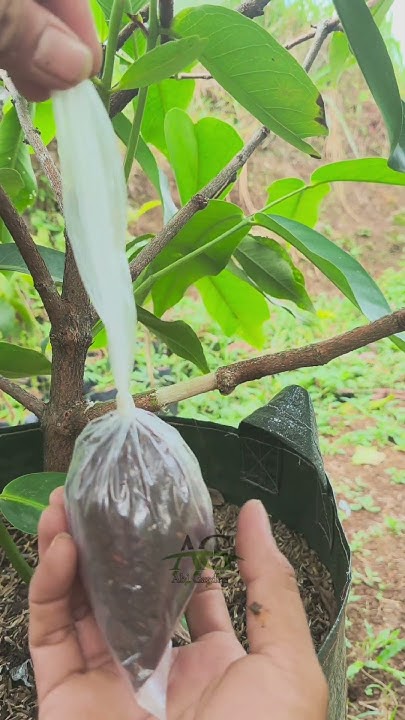 Jitendrakphc's tweet card. propagation of water apple trees using the air layering method...