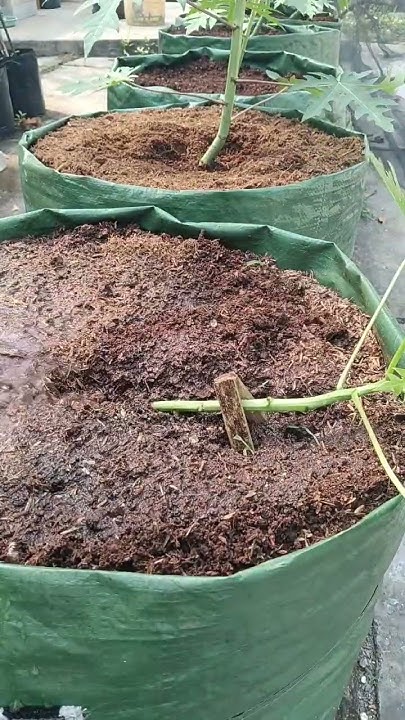 Jitendrakphc's tweet card. Menanam pepaya dengan cara unik supaya pohon pendek berbuah #shorts