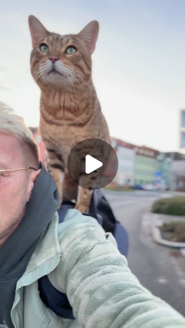 Schoderli's tweet card. Cosimo Savannahcat (@cosimo_savannahcat) • Instagram reel