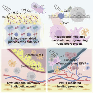 CellBiomat's tweet card. This study proposes a piezoelectric metabolic reprogramming therapy based on chemical substrate modulation. It sequentially achieves biofilm clearance and macrophage metabolic reprogramming, driving...