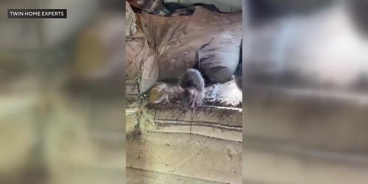 PelGarUSA's tweet card. Up to 1,000 rats could be in a home that was recently declared a nuisance.