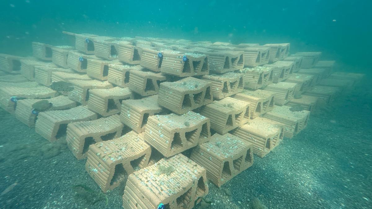 RemediOSproject's tweet card. Más de 55.000 larvas se han fijado en bloques biodegradables que ayudarán a filtrar el agua y generar nuevos hábitats marinos