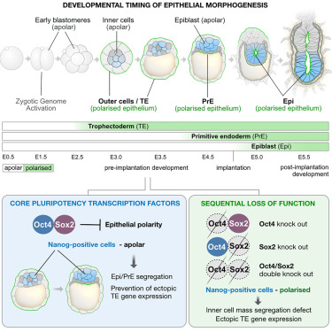 Dev_Cell's tweet card. The early lineages exhibit a specific sequence of epithelial morphogenesis, with epiblast cells acquiring polarity last. Chandramohan et al. found that the core pluripotency transcription factors,...