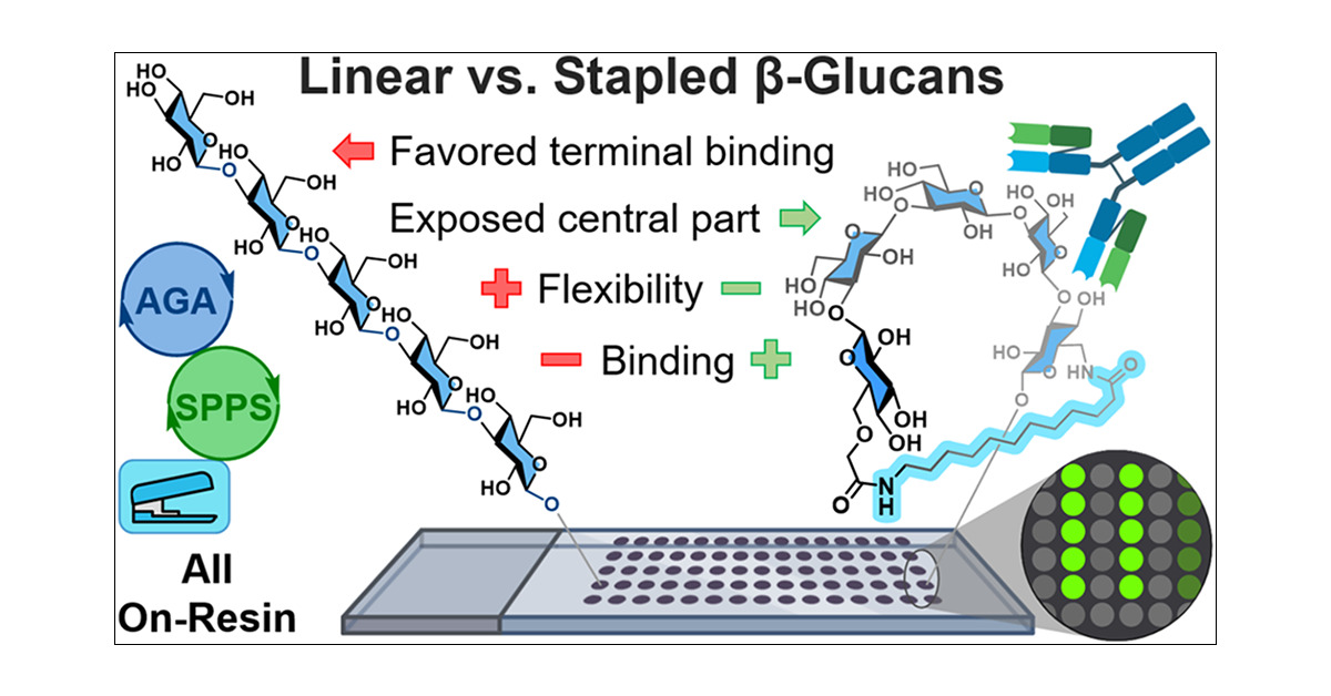 J_A_C_S's tweet card. Higher-order structures are essential for the function of biological macromolecules. Tuning the conformational space of peptides by stapling improves their pharmacological properties. The three-dim...