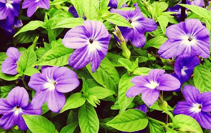 and7521925's tweet card. Броваллия комнатный цветок: узнайте секреты правильного ухода и посадки, чтобы наслаждаться красотой этого цветка в домашних условиях.