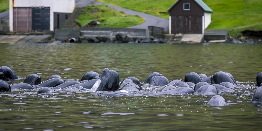 jacobkotze's tweet card. Breaking: Police Charges Filed in Faroe Islands Against Grind Whalers Halts Hunts