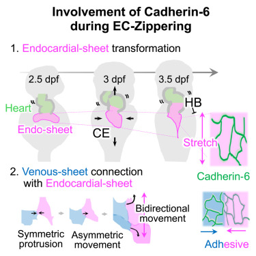 Dev_Cell's tweet card. Fukumoto et al. found that great veins and the endocardium adhere in a zipper-closing manner in zebrafish. Elongation of endocardium, maintained by cadherin-6, facilitated zipper closure by pulling...