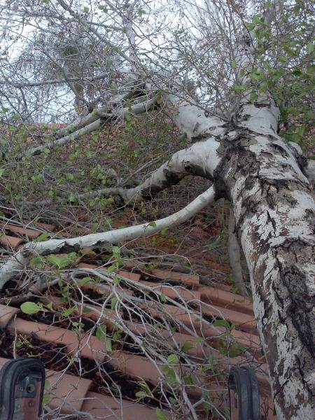 BakersfieldKern's tweet card. Tree service Bakersfield (661) 748-3332 I specialize in tree trimming, skin and trim queen palms, tree removal, and stump grinding.