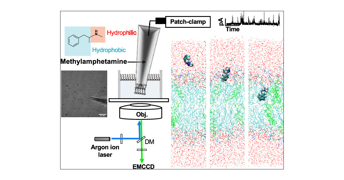 osc's tweet card. A highly addictive central nervous system (CNS) stimulant, methylamphetamine (METH), has a small molecular size and a unique chemical structure. This specific chemical structure enables it to...