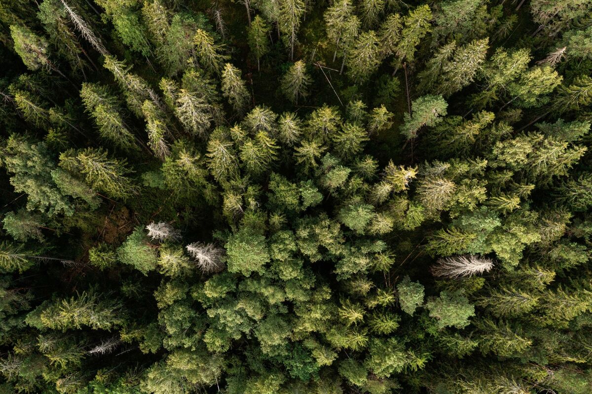 LeoDiCaprio's tweet card. A global look at how forests work—beyond storing carbon—reveals them to be even more critical to keeping temperatures down.