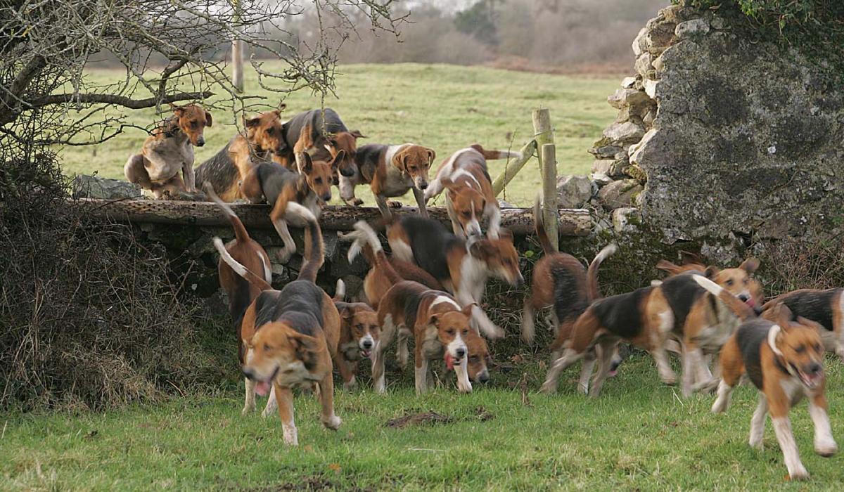 banbloodsports's tweet card. A farmer who got into a confrontation with a local hunt over hounds coming on to his land has had two charges of threatening to kill or seriously injure two people and one charge of discharging a...