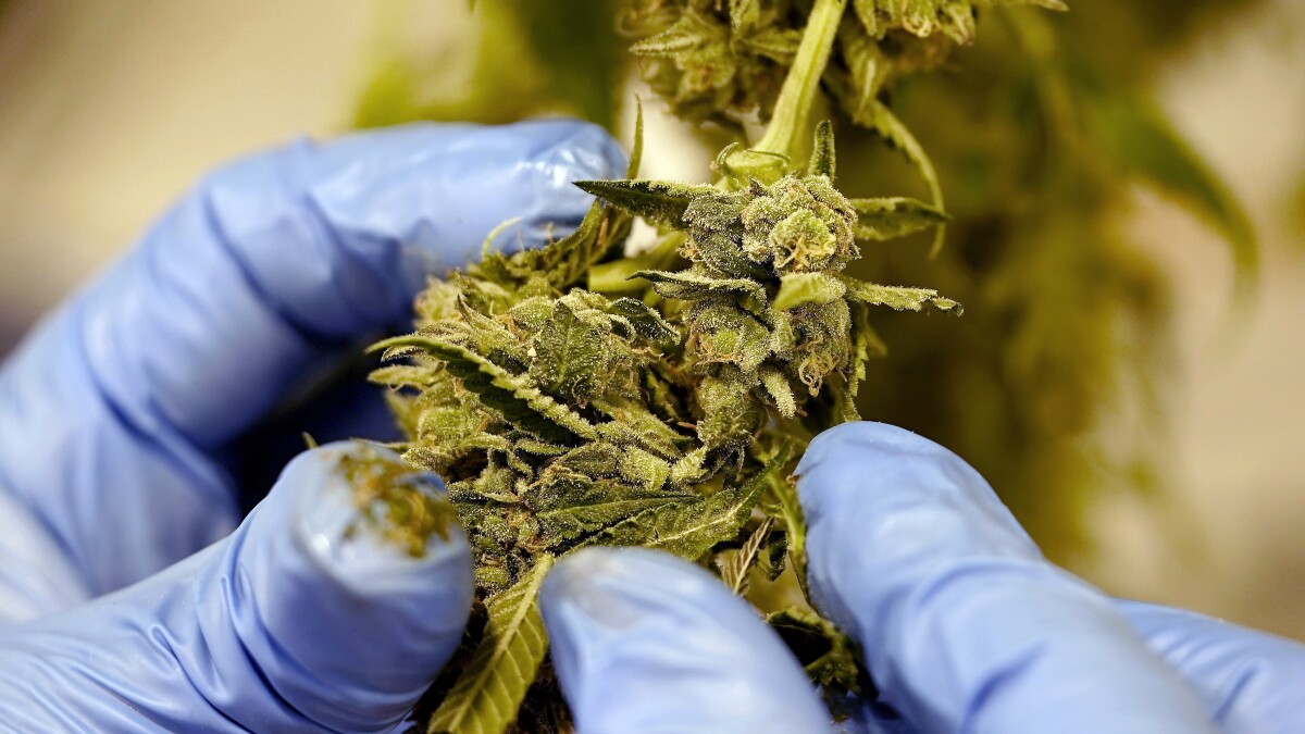 ctfog's tweet card. A WSHU Freedom of Information Act (FOIA) request has unearthed over 100 documents relating to an unauthorized inspection of a Connecticut cannabis cultivator earlier this year, after the company’s...