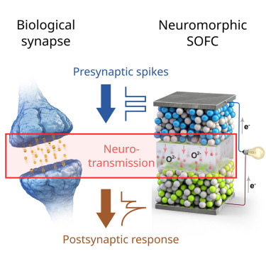 CellRepPhysSci's tweet card. Seo et al. report that solid oxide fuel cells (SOFCs) exhibit synaptic-like behavior, enabling in-cell computing where computation and memory are integrated into the power generation process. This...
