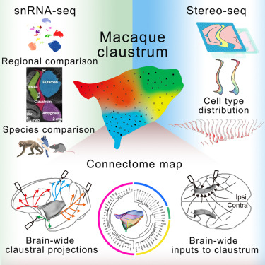 Compoundarxiv's tweet card. A single-cell spatial transcriptome atlas and a whole-brain connectivity map of macaque claustrum are generated, revealing four claustral zones that house distinct compositions of glutamatergic cell...