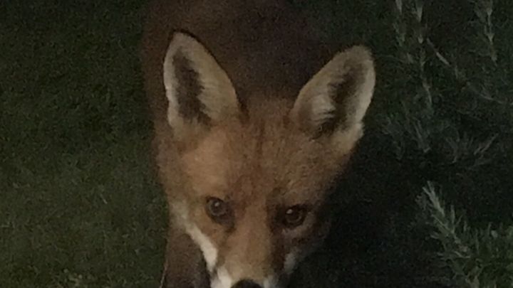 LMW_Hospital's tweet card. FOXES STOLEN FROM THE LOWER MOSS WOOD EDUCATIONAL NATURE RESERVE AND  HOS… Gaynor Charles needs your support for Lower Moss Wood Animal Hospital and Sanctuary