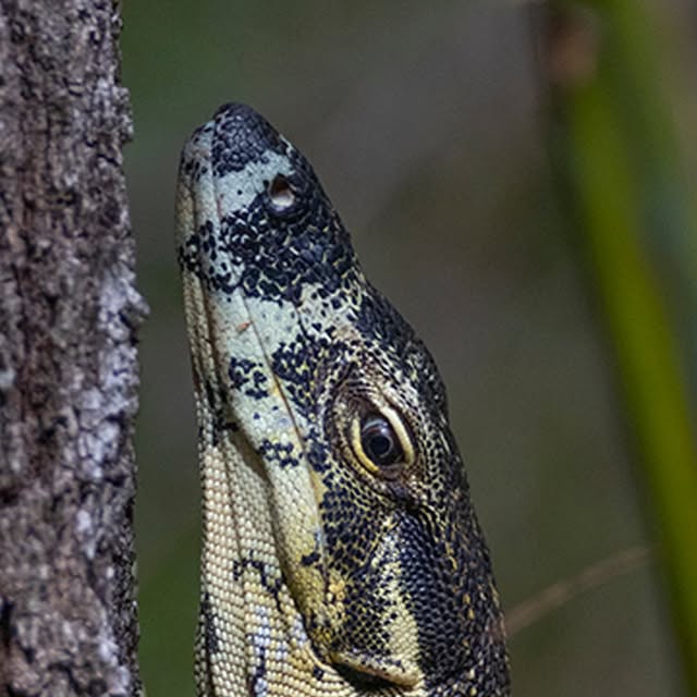 RaiZdbyDINGOES's tweet card. Jason Voncina (@jason_voncina) • Instagram photo