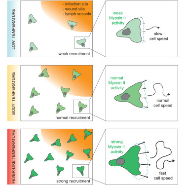 Dev_Cell's tweet card. Company-Garrido et al. show that small, fever-like temperature increases accelerate immune cell migration to wounds and lymphatic vessels, boosting immune response efficiency. This thermo-adaptabil...