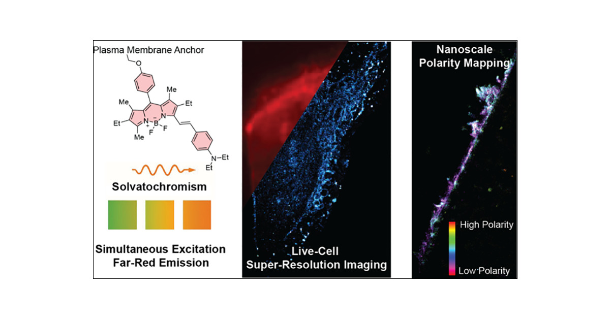 SwitFluors's tweet card. Functional super-resolution microscopy (SRM) has recently emerged as a powerful technique for concurrently mapping nanoscale physicochemical properties of the subcellular environment. This is...