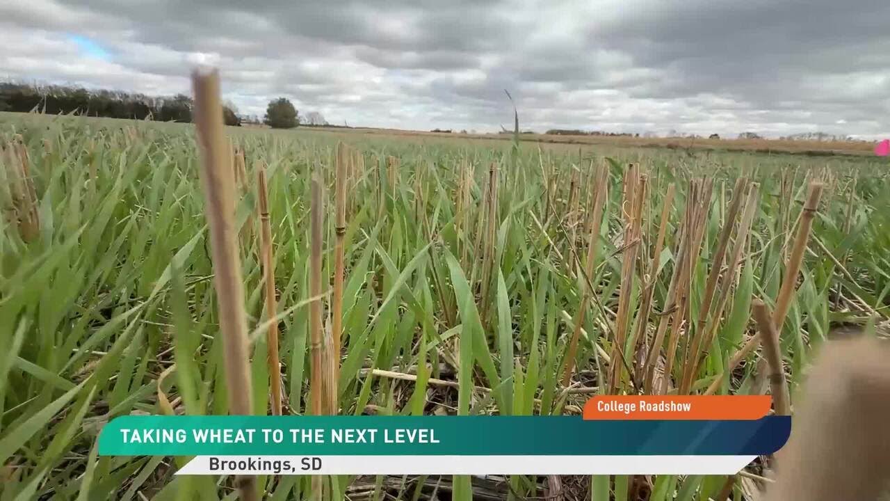 SDStateCAFES's tweet card. College Roadshow: A New Wheat Variety Offers Both Yield and Protein