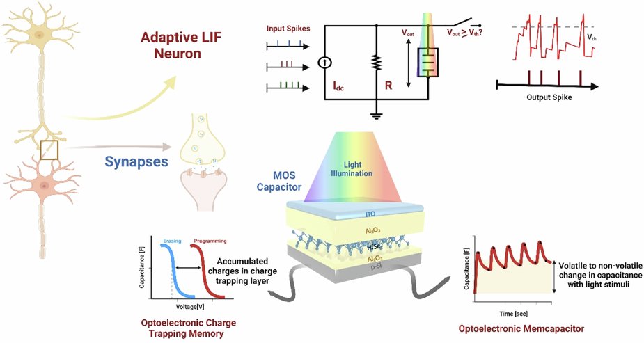 LightSciAppl's tweet card. Light: Science & Applications - Reconfigurable MOS memory enables light-controlled synaptic functions. Integrated into LIF neurons, the device demonstrates potential for dynamic firing patterns...