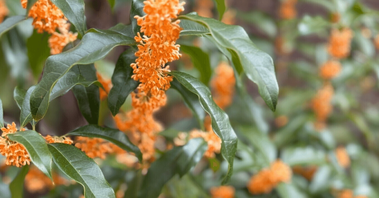 codeAchsh's tweet card. 嬉しいお知らせが届きました✨ 私の画像を使ってくださいました😊 とても嬉しく、励みになります♪ ありがとうございます💕 使っていただいた投稿を紹介させていただきます🌷 いつもありがとうございます♪ 本格的に寒くなってきました。 風邪が流行っているようです。 あったかくして、明日もステキな時間をお過ごしください🍀 #嬉しいお知らせ #画像使用ありがとうございます #寒い一日 #今日の気持ち...