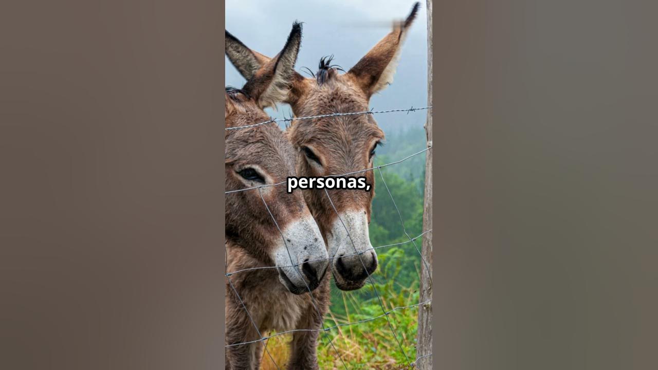 fersumi's tweet card. Los secretos más sorprendentes del burro doméstico #curiosidades...
