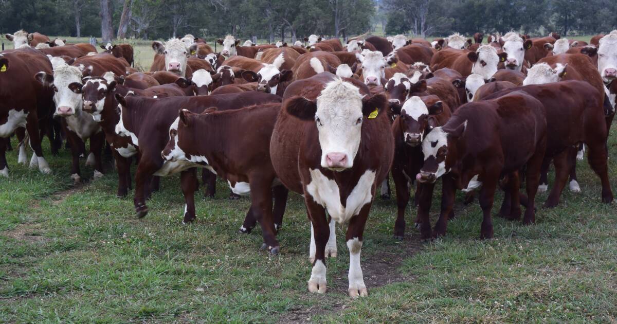 Circul8's tweet card. A UK Tinder-style app for cows makes global news but Australia is on the job to go one...