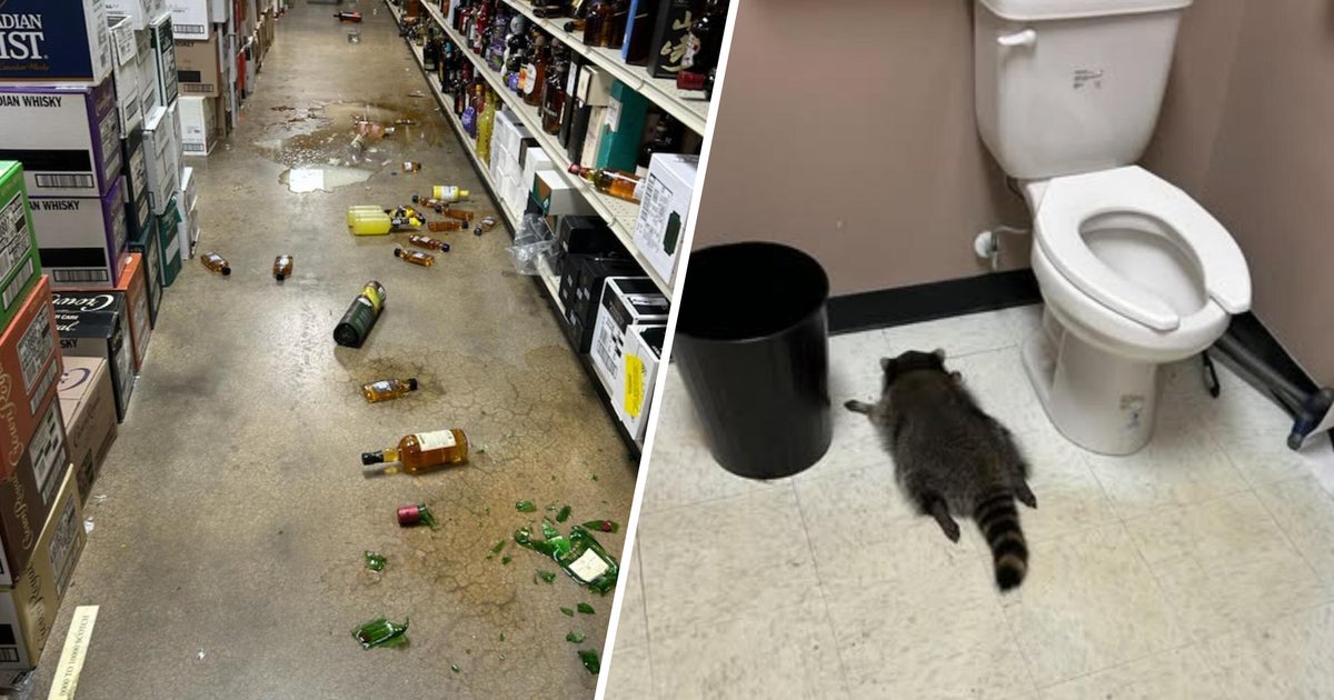MYC_NETWORK's tweet card. An employee at the Ashland, Virginia, area liquor store on Saturday found the trash panda passed out on the bathroom floor at the end of his drunken escapade.