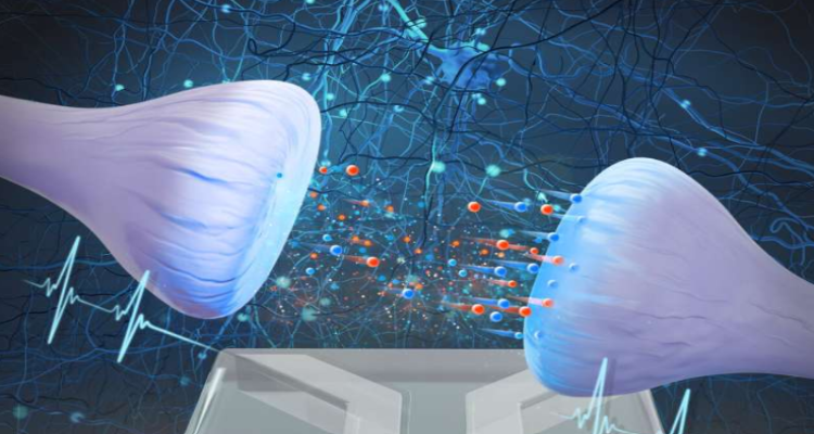 wiob_S's tweet card. The first experimental evidence for brain-like computing utilizing water and salt has been achieved by a collaboration between theoretical physicists at Utrecht University and experimental physicists...