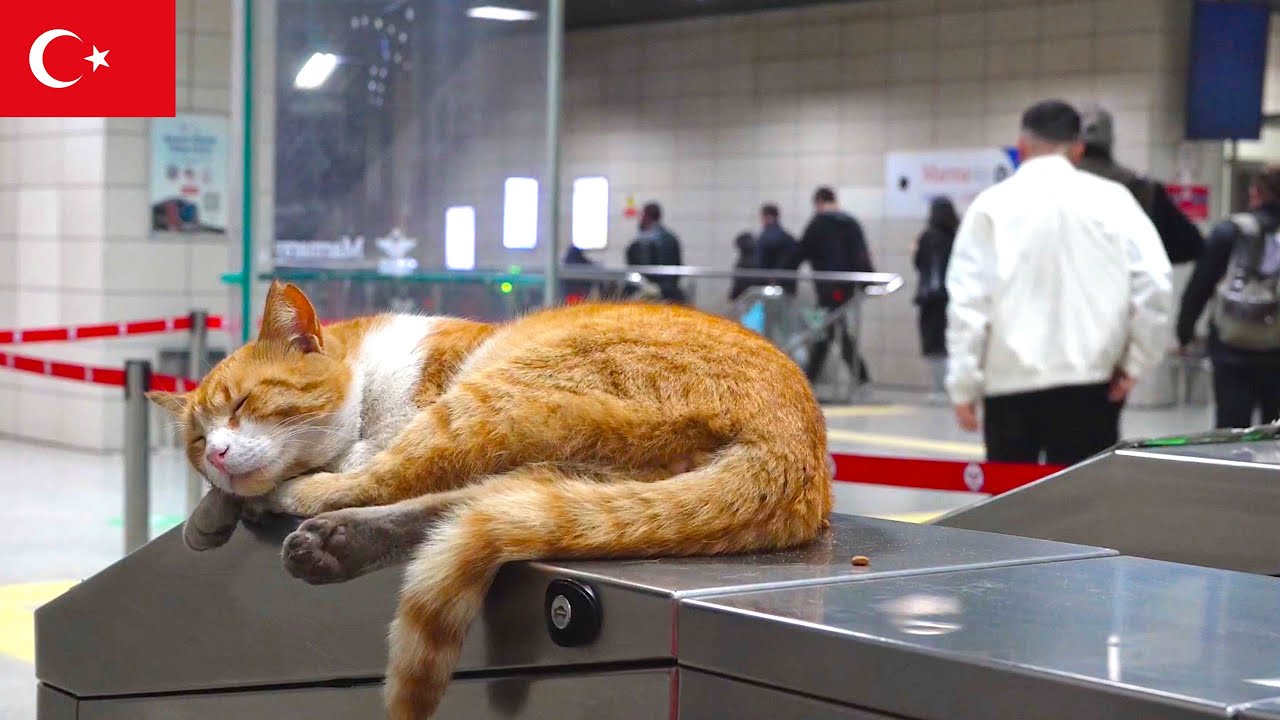 nekosanpoch's tweet card. 駅改札の名物ネコ。イスタンブール猫動画【4K】