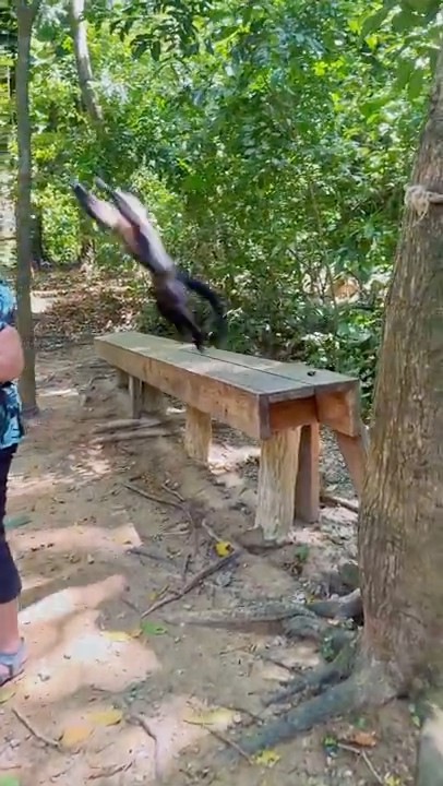 Algorithmist's tweet card. Monkey On Your Back At Roatan Honduras. One Was On My Back While...