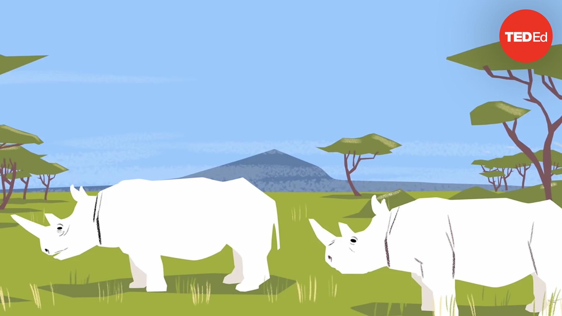 OlPejeta's tweet card. In the savannahs of Kenya, two female northern white rhinos, Nájin and Fatu, munch contentedly on grass. They are the last two known northern white rhinos left on Earth. Their species is functionally...