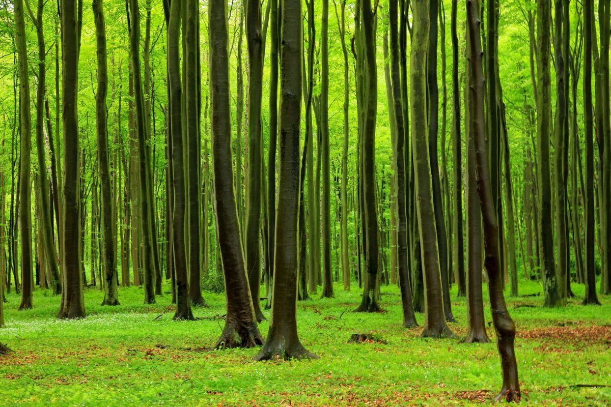 TreesUpstateSC's tweet card. Trees get fan mail and even write back to Melburnian residents