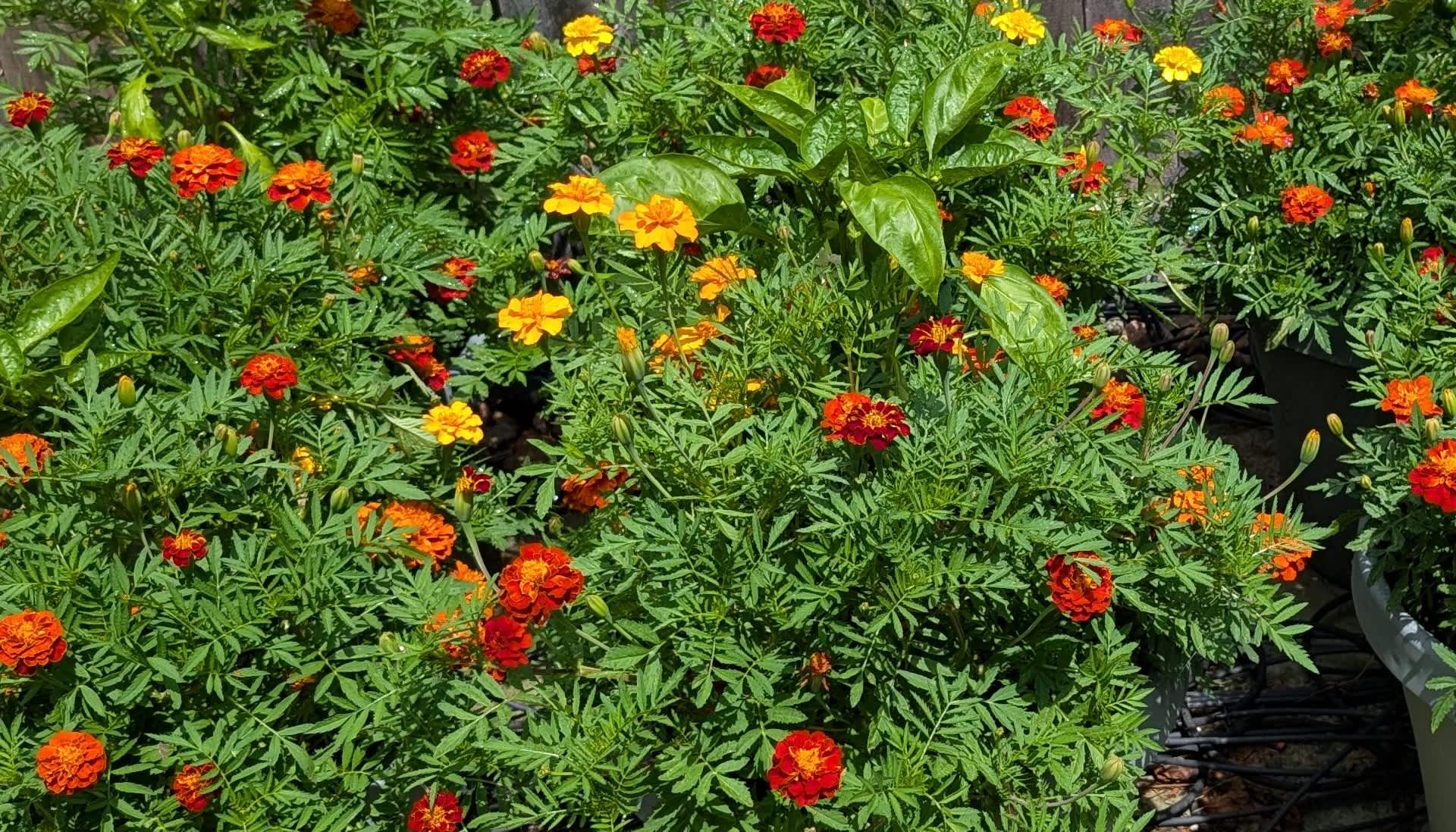 compu4n6's tweet card. One gardener shows how companion planting — in this case, pairing marigolds with pimento peppers — can benefit all the plants involved.
