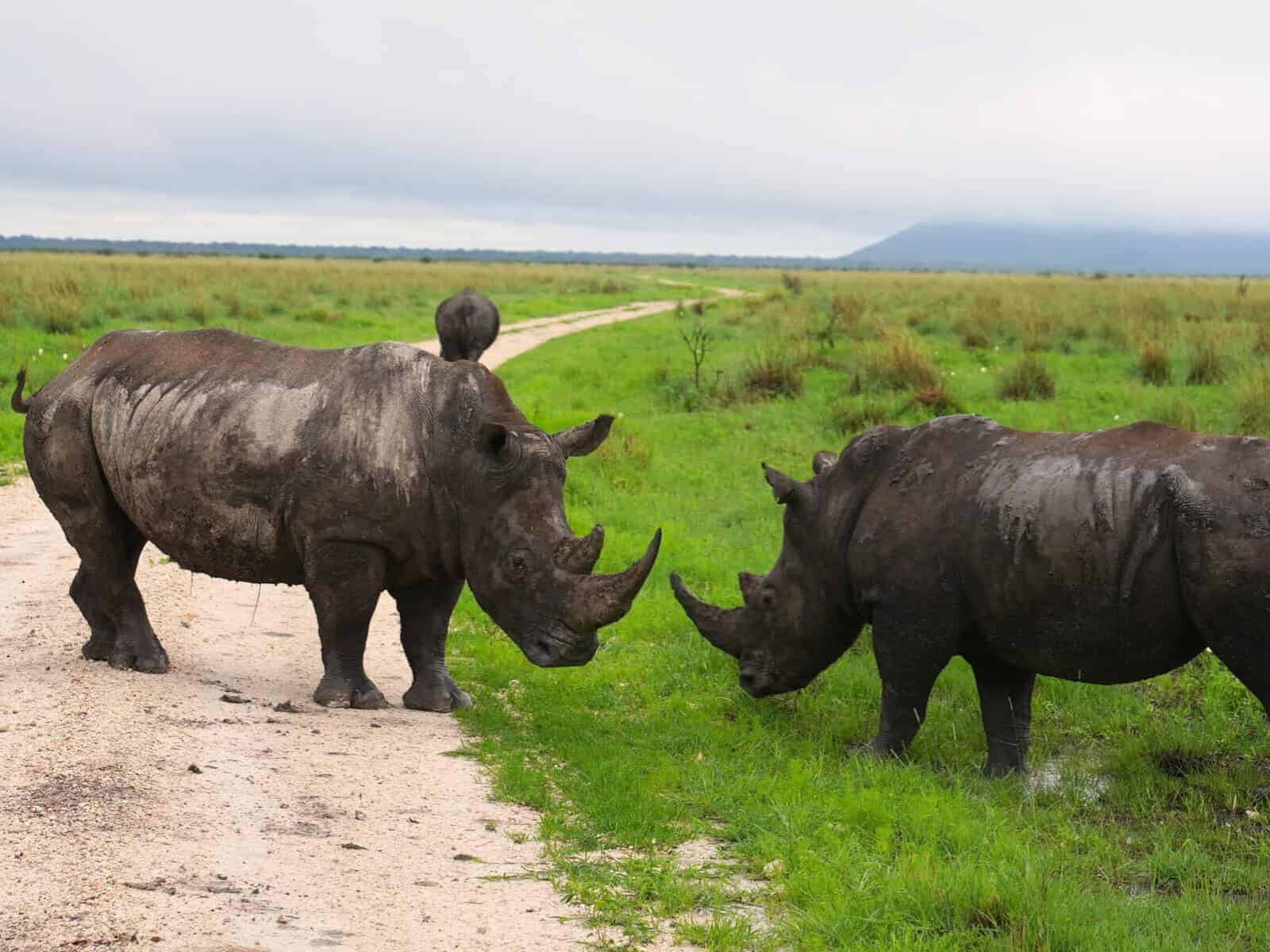 jacobkotze's tweet card. Dawie Groenewald is facing more than 1 600 charges related to rhino poaching, but his bail conditions allow for international travel.