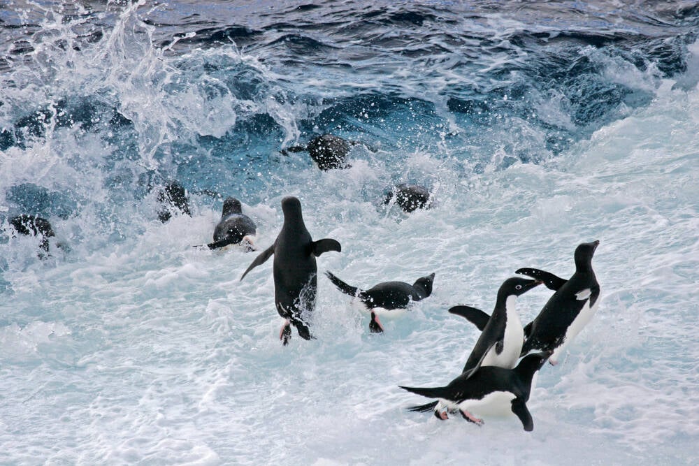 JavaWales's tweet card. : Bye-bye bcachefs, but hello there bhyve