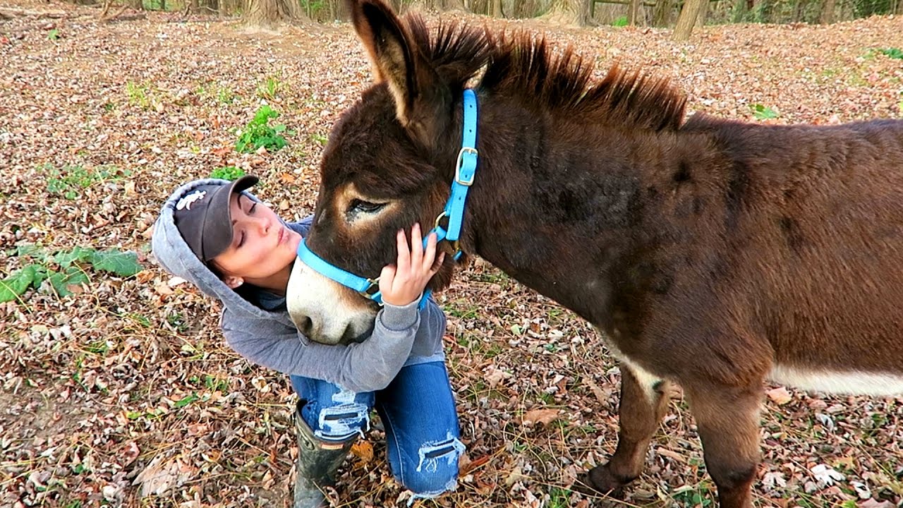 RomanAtwood's tweet card. WE GOT A DONKEY!!