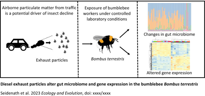 microbe_article's tweet card. Here we studied if airborne particulate matter from traffic is a potential driver of insect decline. We exposed workers of the bumblebee Bombus terrestris to sublethal doses of diesel exhaust...