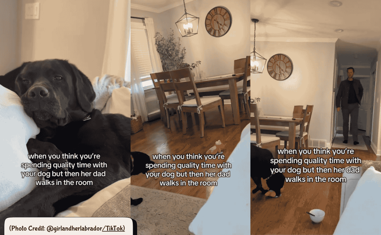 AllFurryTales's tweet card. Dogs joyfully open Christmas gifts in a viral video that captures festive fun, family love, and pure holiday magic.