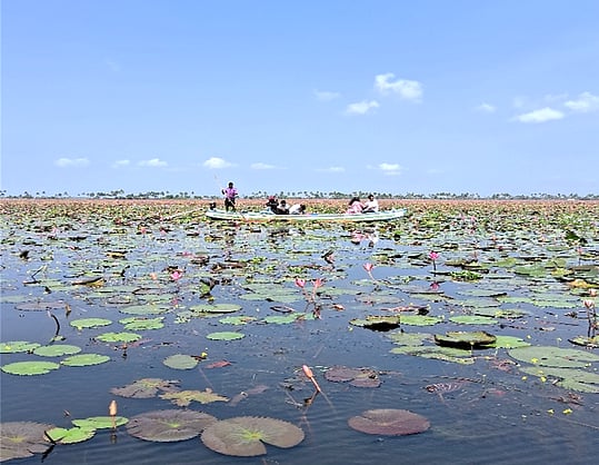 down2earthindia's tweet card. The surge of hybrid waterlilies in Kuttanad’s paddy fields has boosted tourism and local incomes but poses ecological risks like biodiversity loss, water quality decline, and methane emissions....